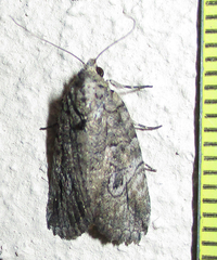 Prionofrontia strigata