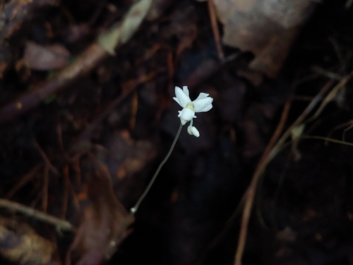 Mountain yellowseed (Gymnosiphon sphaerocarpus)