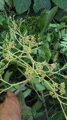 Gyrocarpus americanus