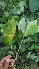 Gyrocarpus americanus