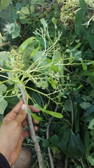 Gyrocarpus americanus