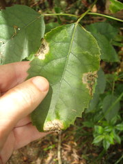 Stigmella hoheriae