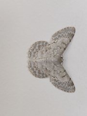 Lepidoptera