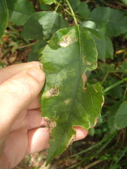 Stigmella hoheriae