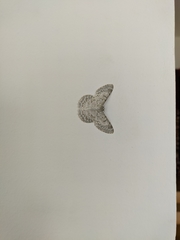 Lepidoptera