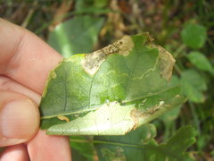 Stigmella hoheriae