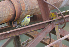 Platycercus elegans flaveolus