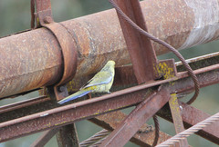 Platycercus elegans flaveolus