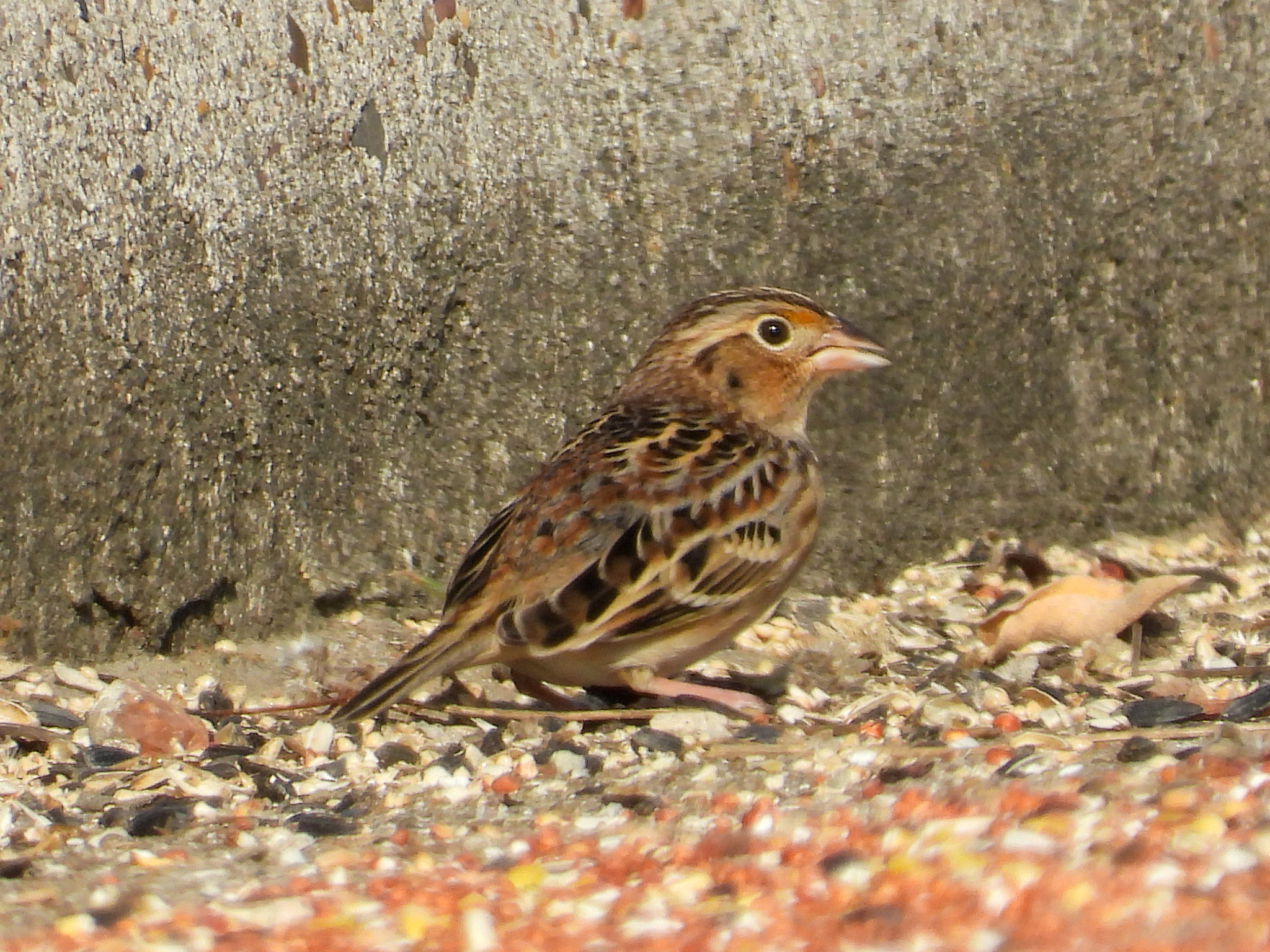Ammodramus savannarum (J.F.Gmelin, 1789)