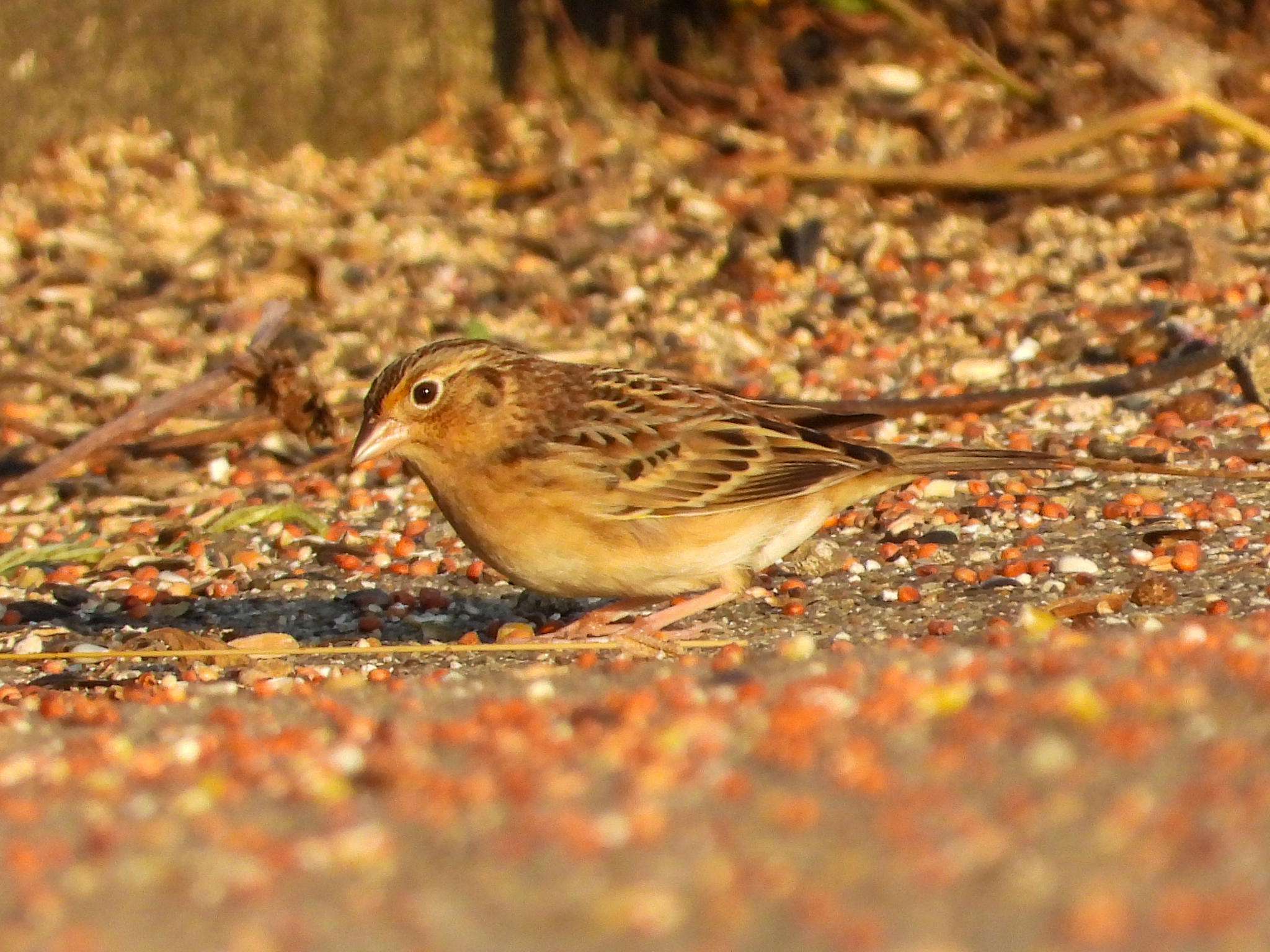 Ammodramus savannarum (J.F.Gmelin, 1789)