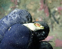 Ophiodermella inermis