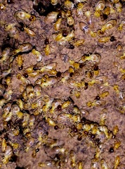 Nasutitermes acajutlae