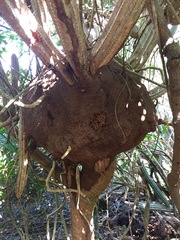 Nasutitermes acajutlae