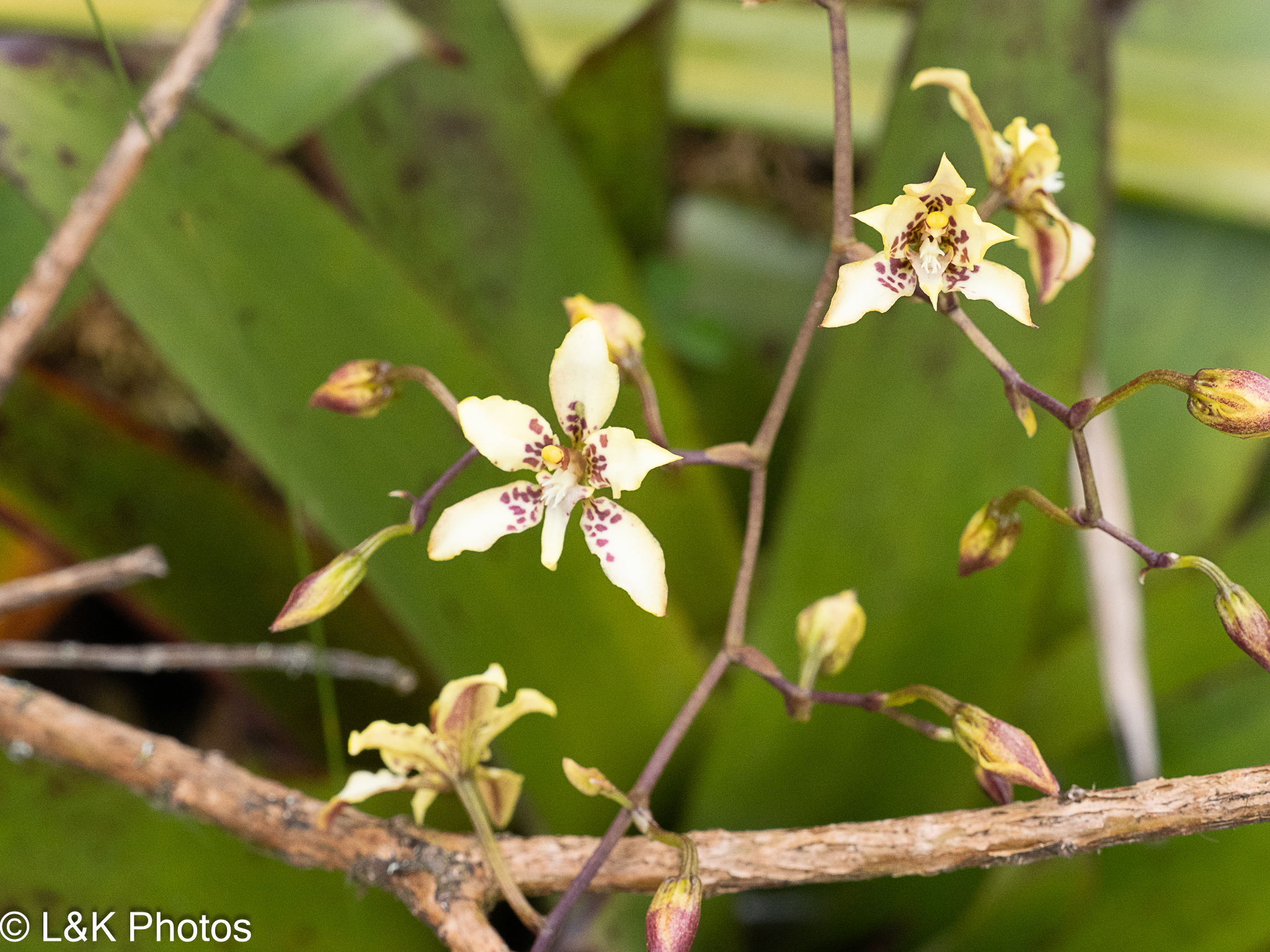 Cyrtochilum bockemuehliae C.Castro, J.S.Moreno & Dalström