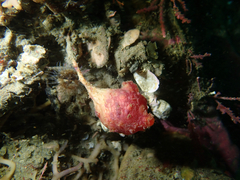 Boltenia villosa