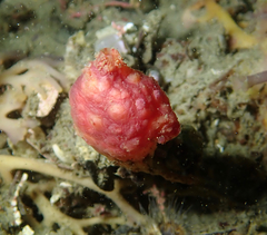 Boltenia villosa