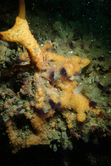 Metandrocarpa dura