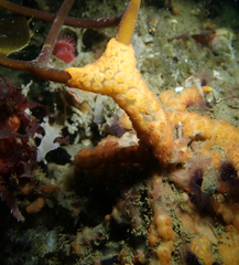 Metandrocarpa dura