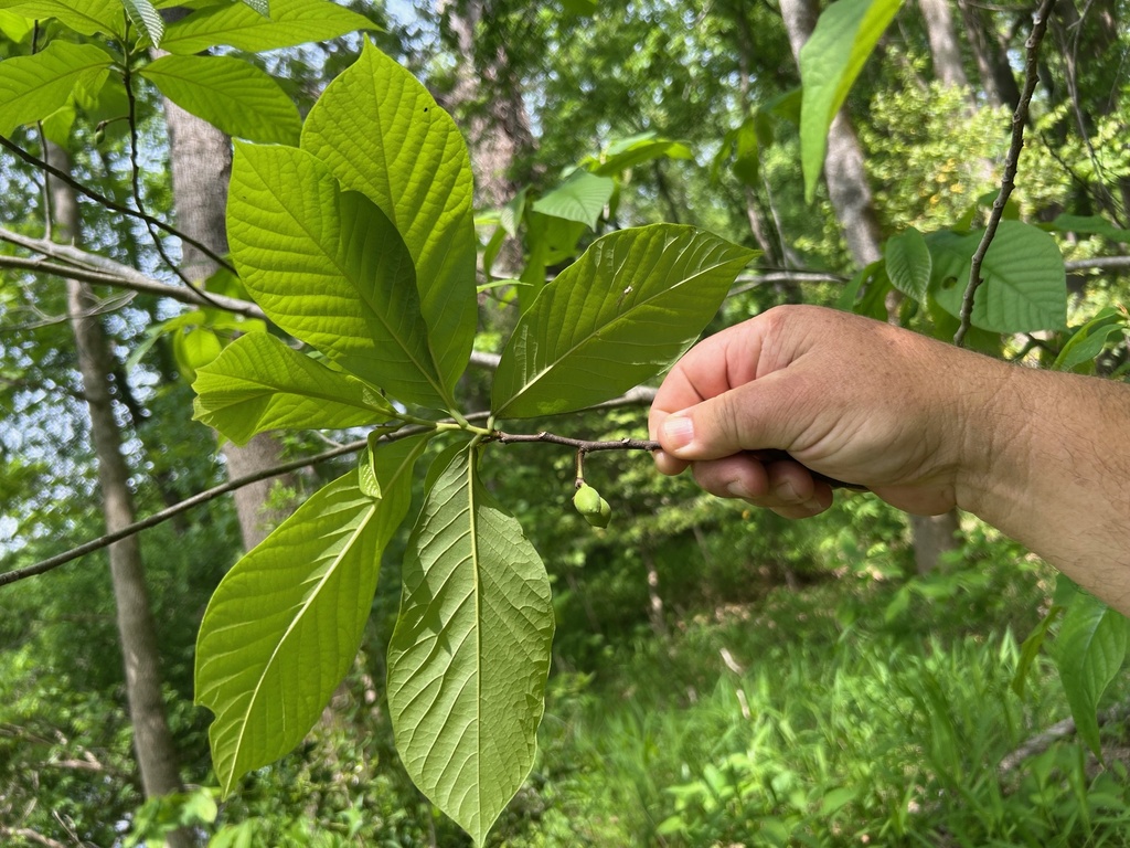 common pawpaw from Kershaw County, SC, USA on April 22, 2025 at 04:31 ...