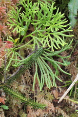 Diphasiastrum thyoides