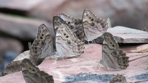 Northern Pearly-eye, Warren, PA 16365, USA, photo 10 of 10