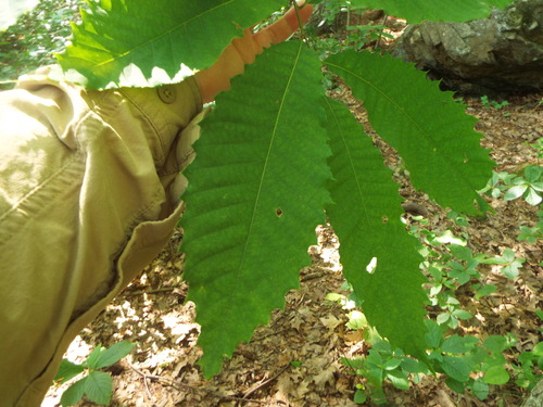 American Chestnut