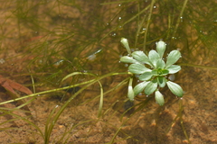 Callitriche heterophylla