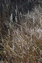 Bothriochloa saccharoides