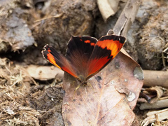 Lasiophila phalaesia