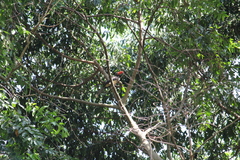 Lophoceros alboterminatus