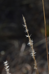 Bothriochloa saccharoides