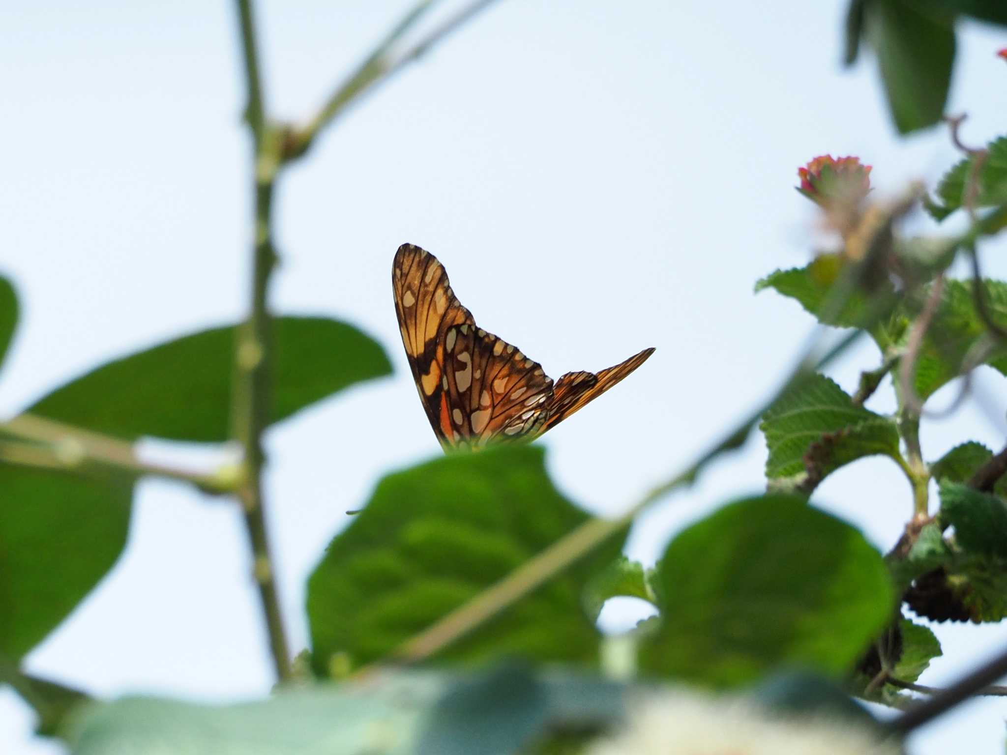 Heliconiini image