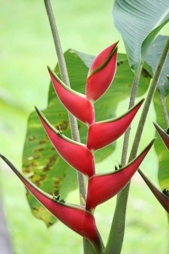 Heliconia orthotricha