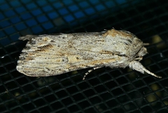 Spodoptera albula
