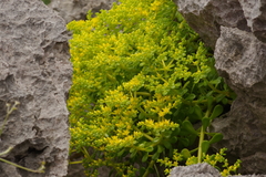 Sedum formosanum