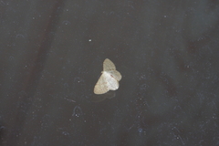 Idaea sakuraii