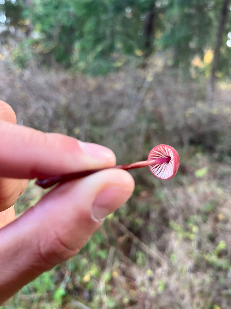 Marasmius plicatulus · November 2025 · photo: © samuellesp_cwf (iNaturalist, cc-by)