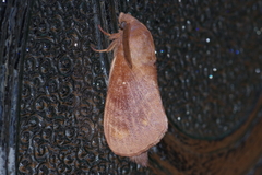 Dendrolimus okinawanus