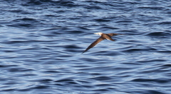 Sula leucogaster brewsteri