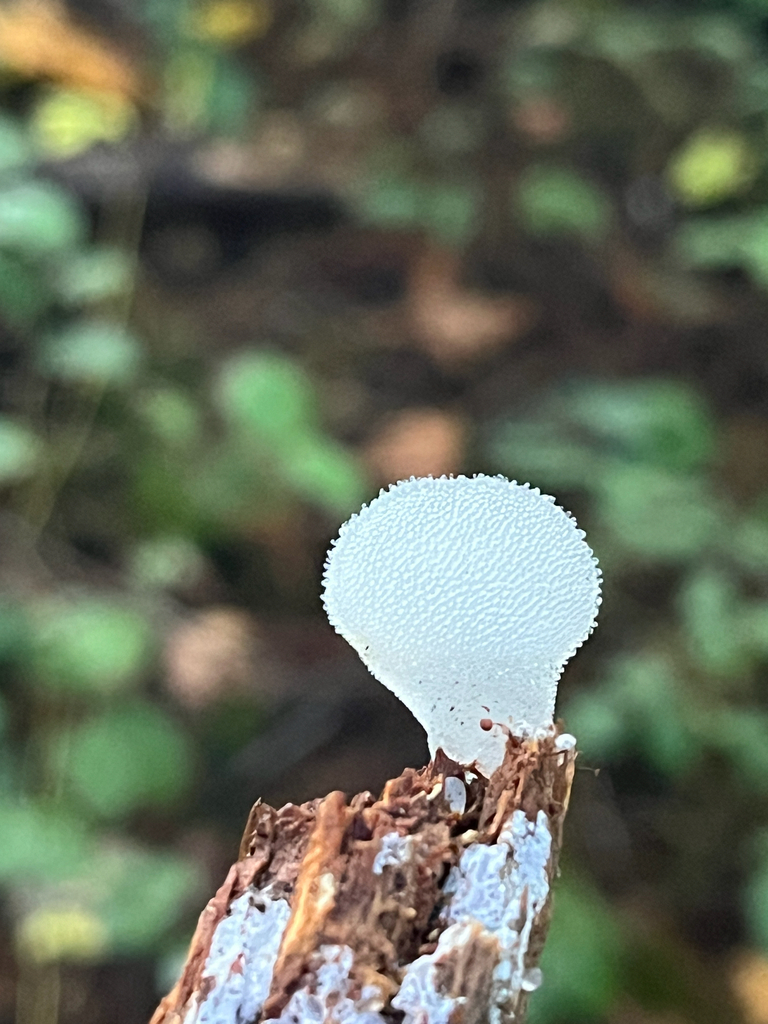 Pseudohydnum gelatinosum · November 2025 · photo: © samuellesp_cwf (iNaturalist, cc-by)