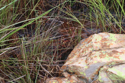 Image of Drosera madagascariensis by (c) Tony Rebelo, some rights reserved (CC BY-SA)