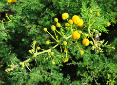 Vachellia nilotica subsp. kraussiana image