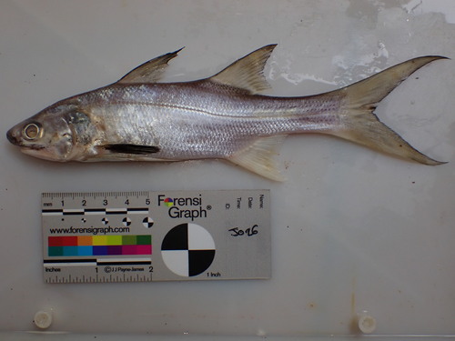 Giant African threadfin (Polydactylus quadrifilis) — Polynemidae — 4