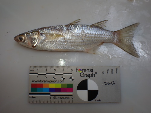 Largescaled mullet (Liza grandisquamis) — Mugilidae