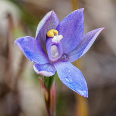 Thelymitra arenaria