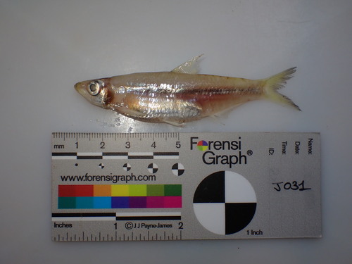 Smalltoothed pellonula (Pellonula leonensis) — Clupeidae