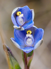 Thelymitra arenaria