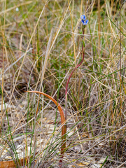 Thelymitra arenaria