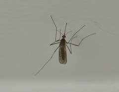 Culiseta inornata