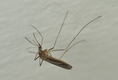 Culiseta inornata